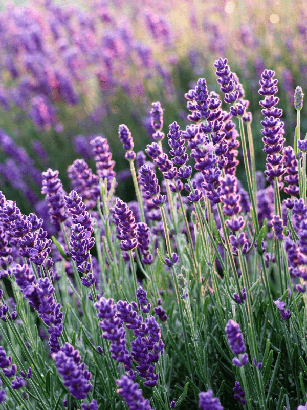 Lavender Essential Oil Controversy