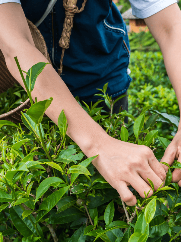What it Means to be Regenerative Organic Certified
